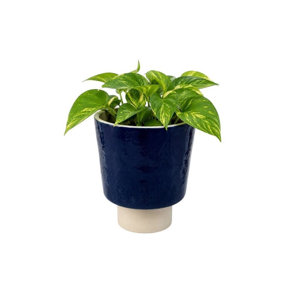 Bordallo Pinheiro Portugal Blue Ceramic Cachepot Planter Pedestal Pot 6"